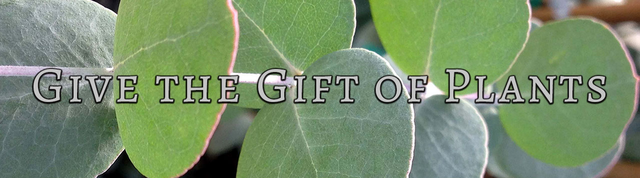 Gift Cards Gift Cards