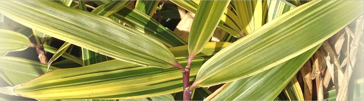 Bamboo Bamboo