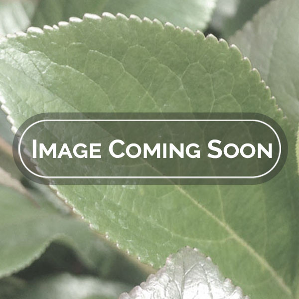 Taxodium distichum / Bald Cypress, 40-60cm Tall in 9cm Pot 