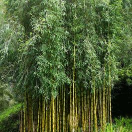 Chusquea gigantea Rare South American Giant Bamboo Fresh seeds Instructions 