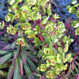 Euphorbia Tiny Tim Plant litre pot £6.99 Gorgeous Colour 